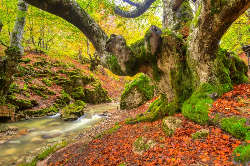 Otoño Dorado en el Faedo de Ciñera — Fotos de León